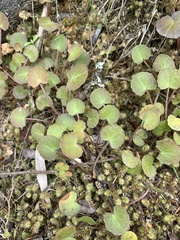 Centella uniflora