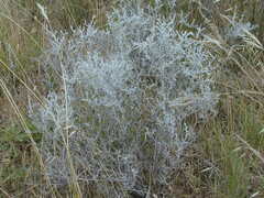 Acanthocladium dockeri