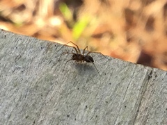 Lepthyphantes leprosus