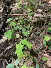 Mitella diphylla
