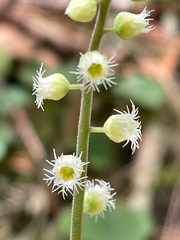 Mitella diphylla