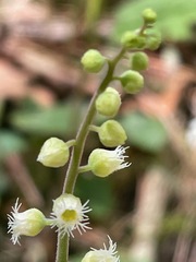 Mitella diphylla