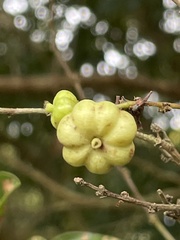 Glochidion rubrum