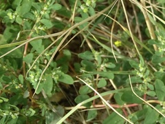 Euphorbia glyptosperma