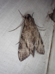 Erinnyis oenotrus