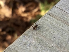 Lepthyphantes leprosus
