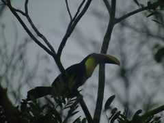Ramphastos ambiguus