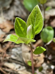 Polygaloides paucifolia
