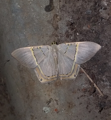 Phrygionis privignaria