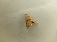 Acentropinae