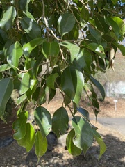 Ficus benjamina