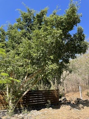 Ficus benjamina