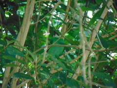 Aulacorhynchus prasinus