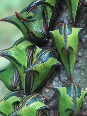 Umbonia