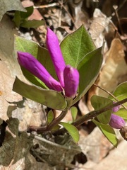 Polygaloides paucifolia