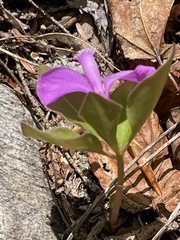 Polygaloides paucifolia