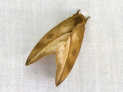 Automeris zugana