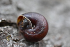 Helminthoglypta dupetithouarsi