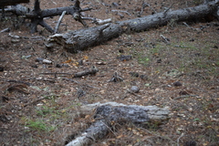 Helminthoglypta dupetithouarsi