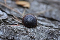 Helminthoglypta dupetithouarsi