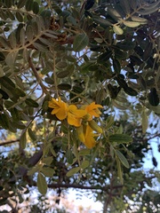 Sophora chrysophylla