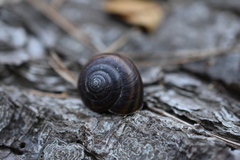 Helminthoglypta dupetithouarsi