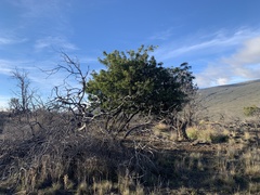 Sophora chrysophylla