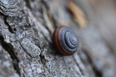 Helminthoglypta dupetithouarsi