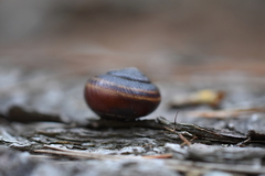 Helminthoglypta dupetithouarsi