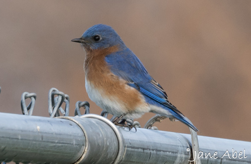 Eastern Bluebird, photo 8 of 9