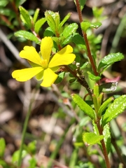 Hibbertia empetrifolia