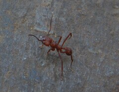 Acromyrmex octospinosus
