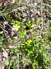 Hibbertia empetrifolia