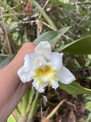 Sobralia