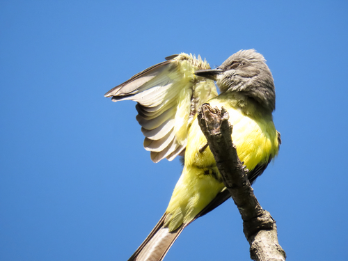 Tropical Kingbird, Santa Maria, RS, Brasil, photo 7 of 10