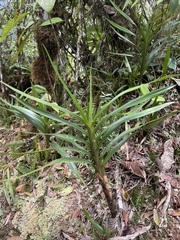 Maxillariinae