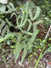Gleicheniaceae