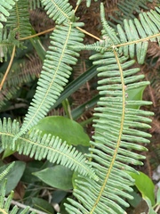 Gleicheniaceae