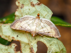 Marasmia