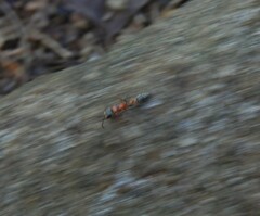 Pseudomyrmex gracilis