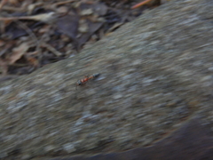 Pseudomyrmex gracilis