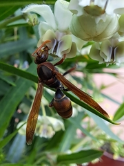 Polistes humilis humilis