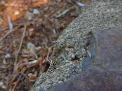 Pseudomyrmex gracilis