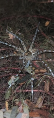 Dolomedes mizhoanus