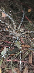 Dolomedes mizhoanus