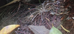 Dolomedes mizhoanus
