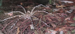 Dolomedes mizhoanus
