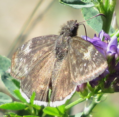 Erynnis funeralis