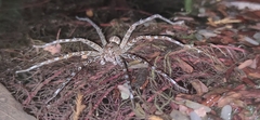 Dolomedes mizhoanus