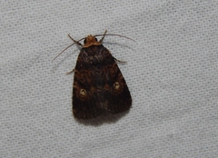 Athetis leuconephra